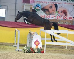 jumper Macain (German Sport Horse, 2016, from Messenger)