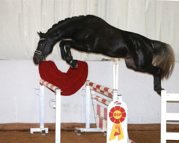 horse Cornetskarl (Württemberger, 2017, from Cornet's Boy RM)