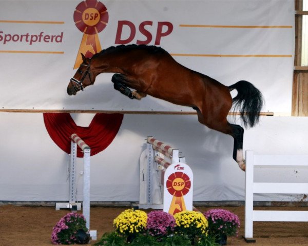 jumper Diamant de Oliveira (Holsteiner, 2017, from Diarado)