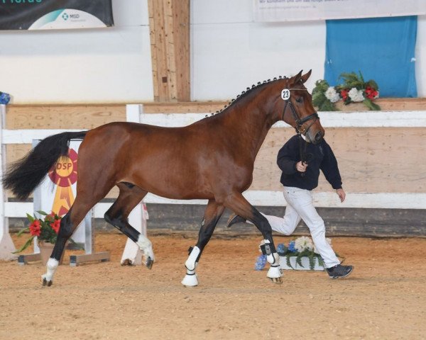 stallion Couronne du Cullinan S.w. (German Sport Horse, 2017, from Cullinan du Borget B)