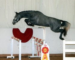 Pferd Hengst von Cornet Obolensky / Casall Ask (Württemberger, 2017, von Cornet Obolensky)