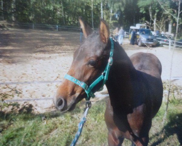 horse Dillean M (German Riding Pony, 2004, from Dressman)