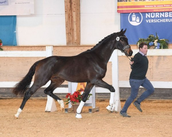 stallion Santiamo GT (Hanoverian, 2017, from Spörcken)