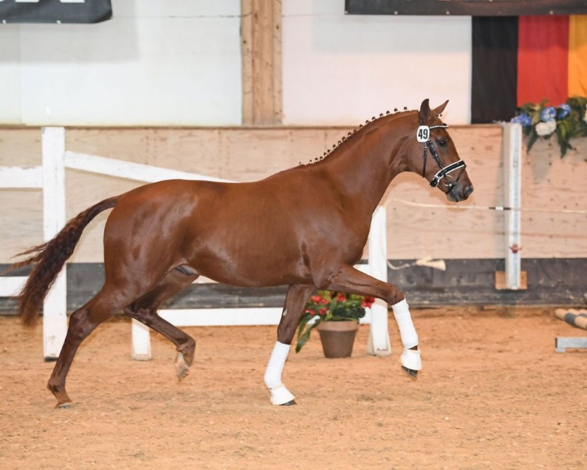 stallion Sansibar S 3 (Westphalian, 2017, from Sir Heinrich OLD)