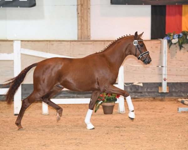 stallion Sansibar S 3 (Westphalian, 2017, from Sir Heinrich OLD)