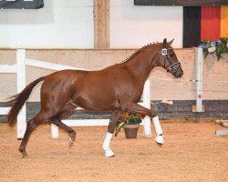 stallion Sansibar S 3 (Westphalian, 2017, from Sir Heinrich OLD)