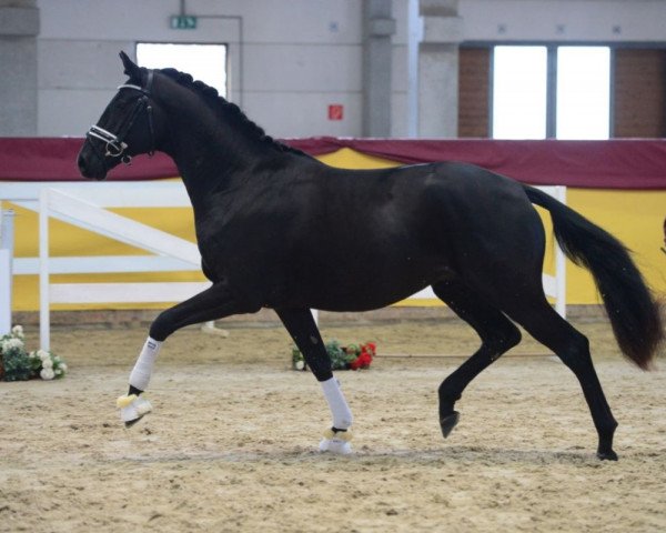 horse Master Piece (German Sport Horse, 2017, from Morricone)