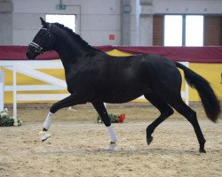 horse Master Piece (German Sport Horse, 2017, from Morricone)