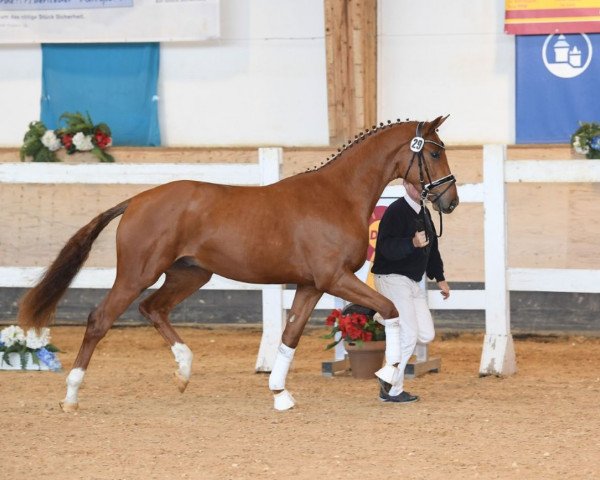 stallion D‘cinzano (German Sport Horse, 2017, from Duvalier 21) stallion D‘cinzano (German Sport Horse, 2017, from Duvalier 21)