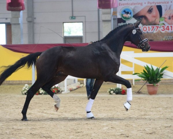 horse Immendorff (German Sport Horse, 2017, from Asgard's Ibiza)