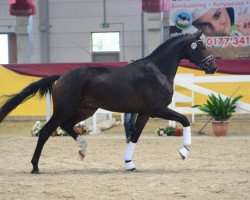 horse Immendorff (German Sport Horse, 2017, from Asgard's Ibiza)