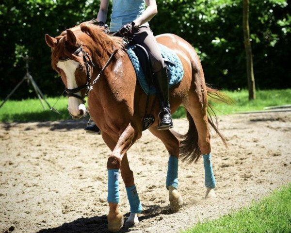horse Belle Finesse BE (Westphalian, 2012, from Belissimo NRW)