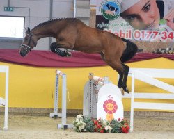 stallion Mon Ami Es (KWPN (Royal Dutch Sporthorse), 2017, from Diamant de Semilly)