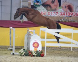stallion Bøgegårdens Chacoon (German Sport Horse, 2017, from Chacoon Blue)
