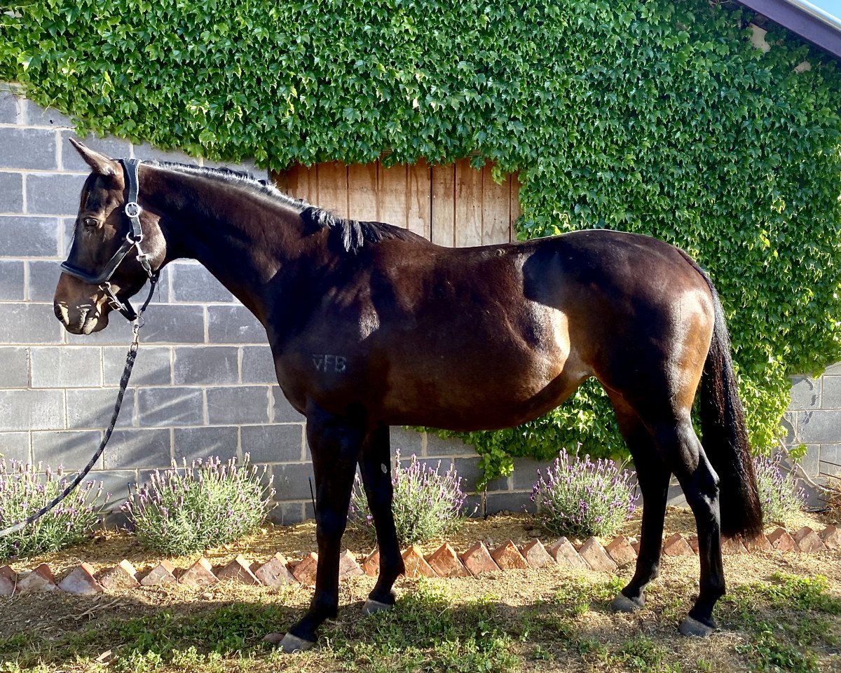 broodmare Hell of a Quest xx (Thoroughbred, 2010, from Quest For Fame xx)