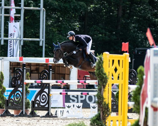 stallion Crockett Wz (Holsteiner, 2015, from Connor 48)