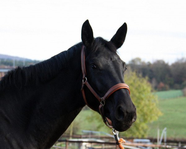 horse Let's Dance P (Rhinelander, 2011, from Lord Loxley I)