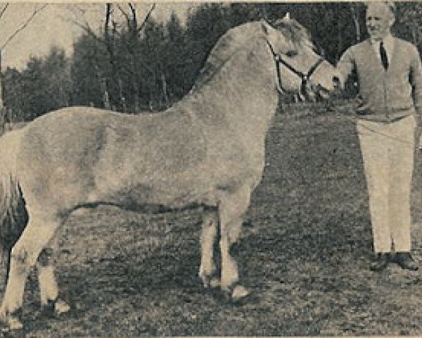 stallion Jens I-12 (Fjord Horse, 1959, from Hobro Arve) stallion Jens I-12 (Fjord Horse, 1959, from Hobro Arve)