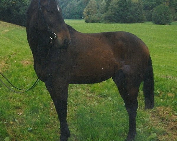 horse Rionegro (German Warmblood, 1996, from Ruehmann)