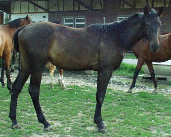 horse Rasputin (German Warmblood, 2002, from Ruehmann)