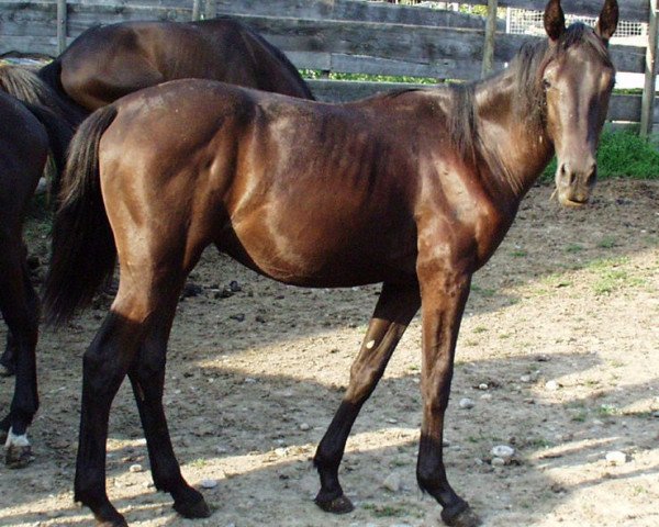 horse Romina R (Württemberger, 2001, from Rubicell)
