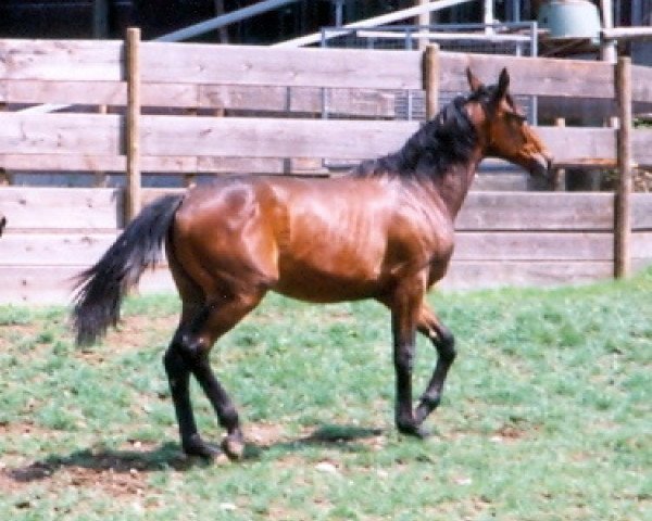 horse Lara (Württemberger, 1997, from Lanthano)