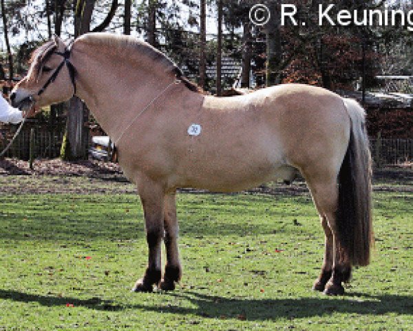 stallion Halldor (Fjord Horse, 1991, from Hallodri)