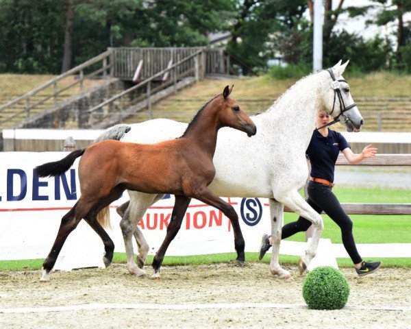Pferd Carmina JE (Oldenburger Springpferd, 2020, von Casallco)