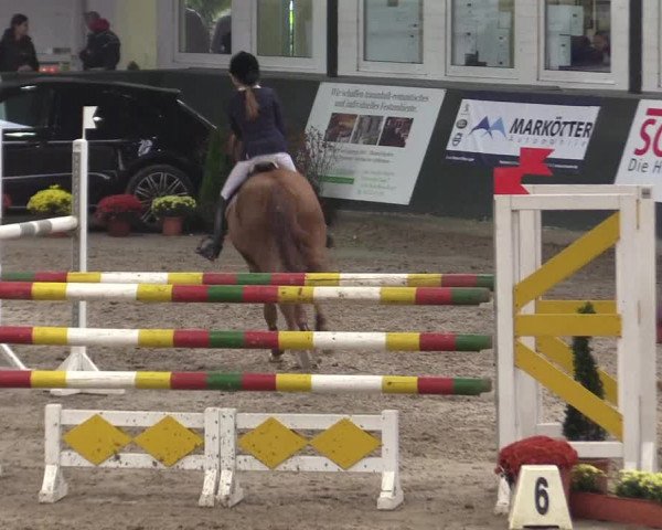 Reitturnier Salzkotten 2015