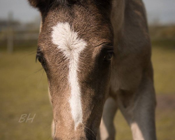Pferd Cedric (Deutsches Reitpony, 2018, von Steendieks California Blue DL)