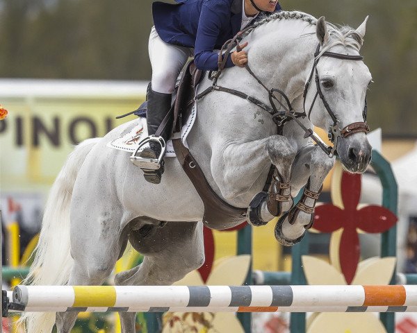 Deckhengst Gainsbour Dc (Belgisches Warmblut, 2006, von Dryden)