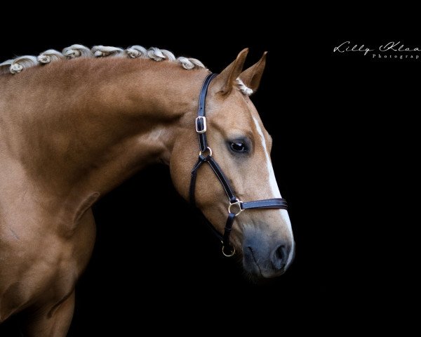 horse Gentleman P (German Riding Pony, 2014, from Genesis B)