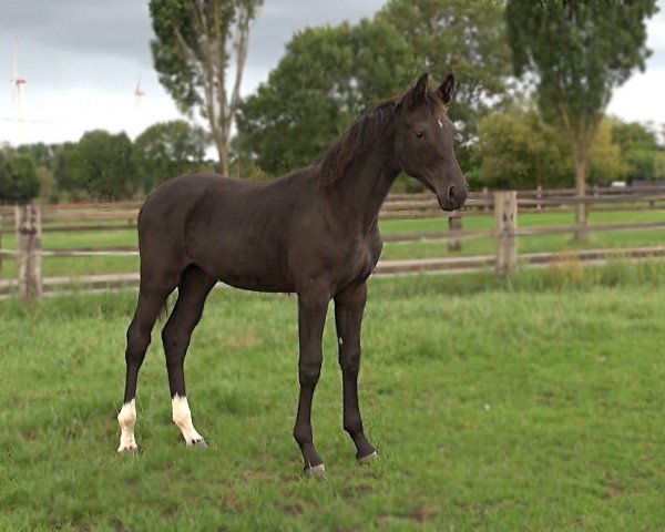 horse Belandra (Hanoverian, 2019, from Bel Amour 3)