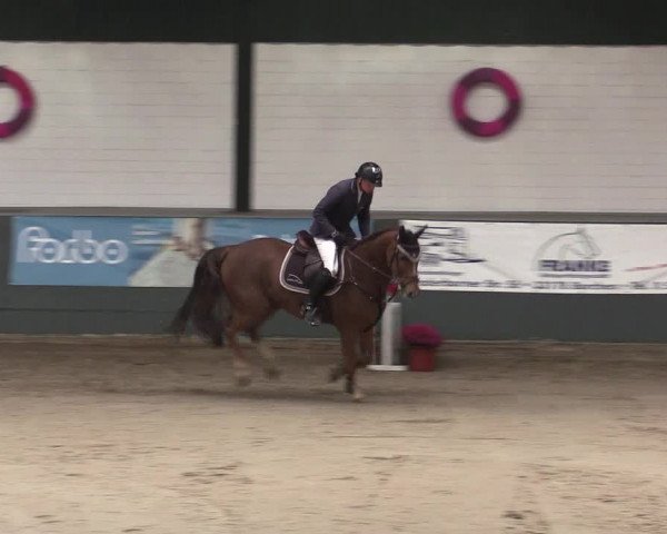 Reitturnier Salzkotten 2015