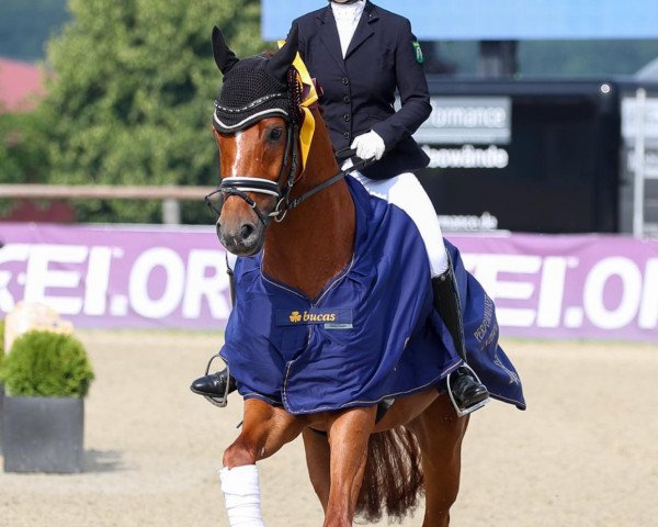 dressage horse Van Victorio BD (Oldenburg, 2014, from Van Vivaldi)