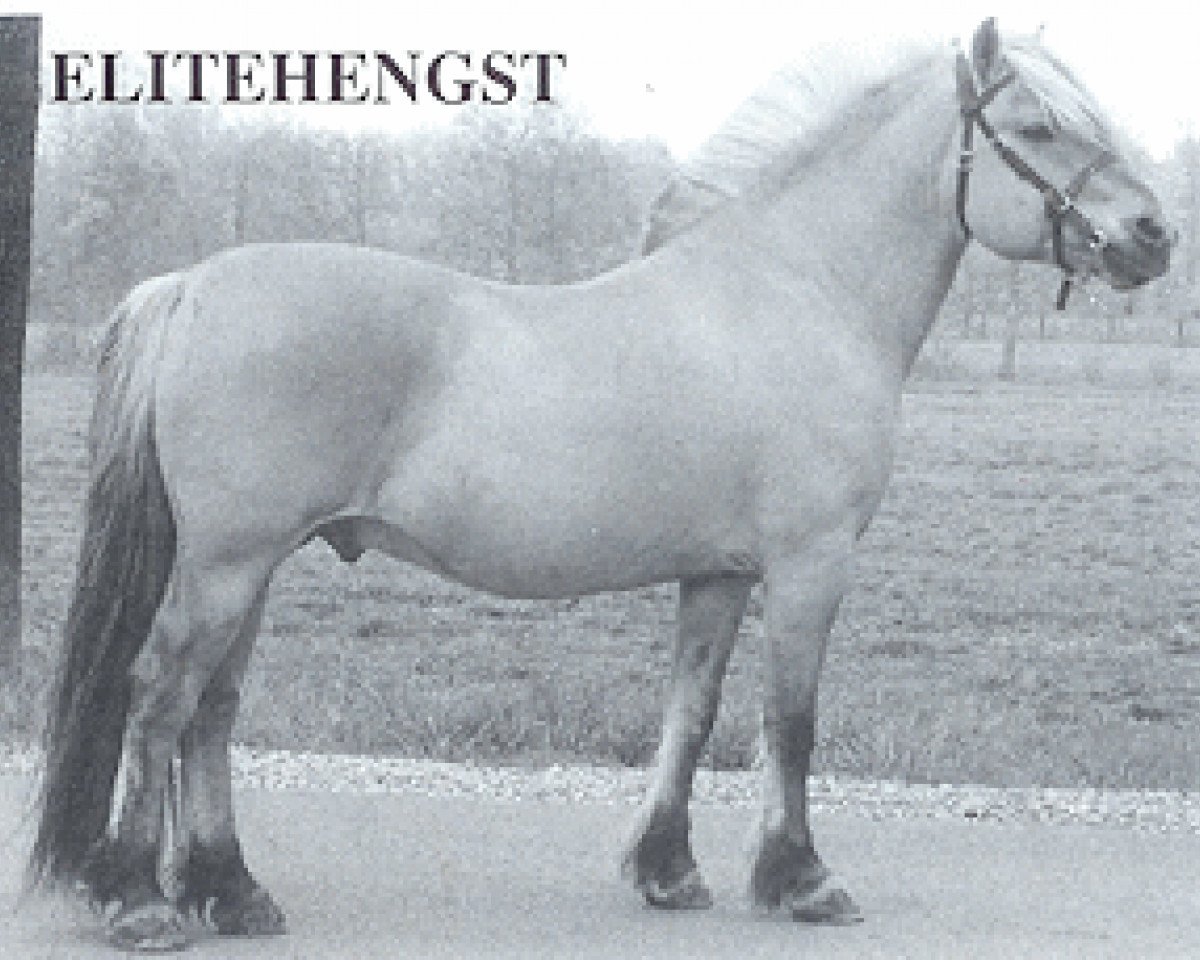 stallion Drageset (Fjord Horse, 1979, from Holtar N.1766)