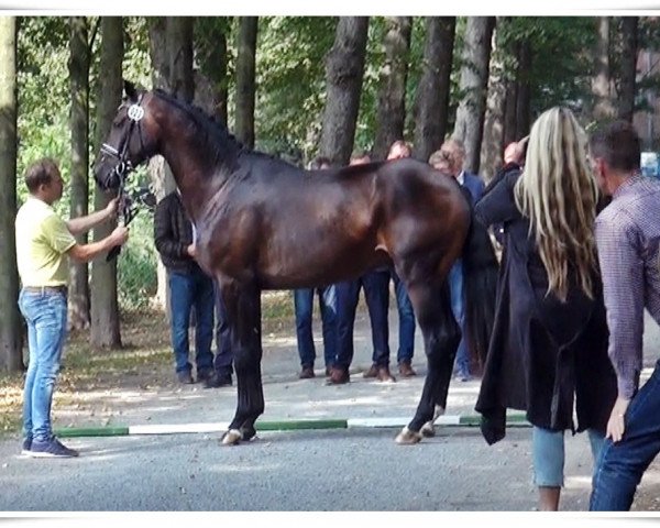 horse Valencio (Hanoverian, 2016, from Veneno)