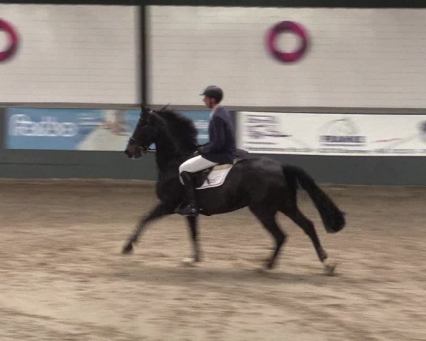 Reitturnier Salzkotten 2015