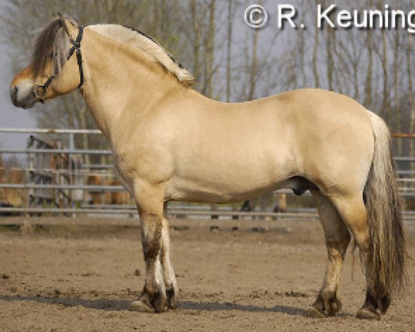 stallion Ansgar Skellerød (Fjord Horse, 1992, from Plutonikk) stallion Ansgar Skellerød (Fjord Horse, 1992, from Plutonikk)