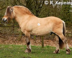 stallion Sverre I (Fjord Horse, 1986, from Dimlar N.1909)