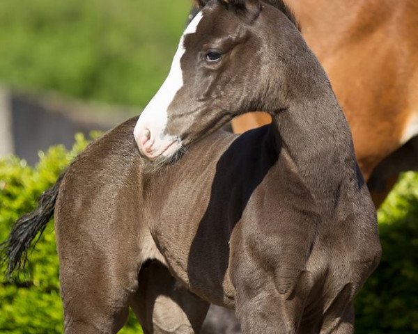 horse Gretchen (Hanoverian, 2017, from Goldberg)