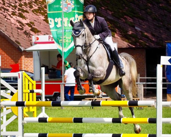 jumper Good Jump 3 (Hanoverian, 2013, from Galan ShA)