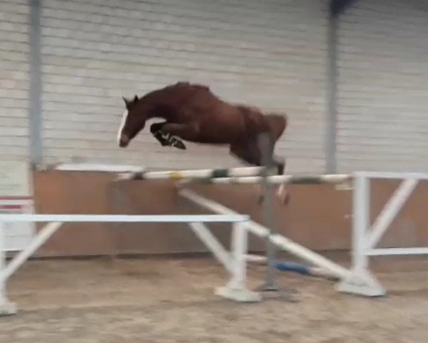 jumper Fee de Janeiro (Oldenburg show jumper, 2016, from Freeman VDL)