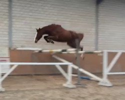 jumper Fee de Janeiro (Oldenburg show jumper, 2016, from Freeman VDL)