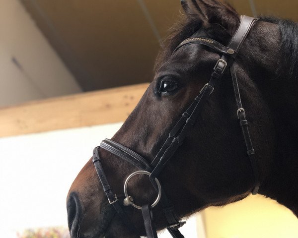 jumper Carinyo 3 (Oldenburg show jumper, 2014, from Cador 5)
