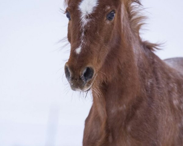 horse Peggy (Welsh-Pony (Section B), 2000, from Rondeels Mellow)