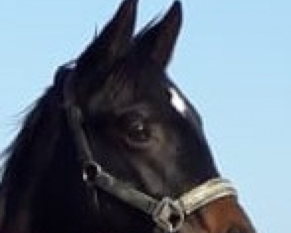 horse Kalimero (Trakehner, 2019, from Ivanhoe)