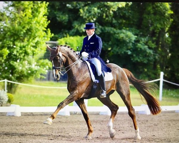 dressage horse Royalito (Hanoverian, 2006, from Royal Blend)