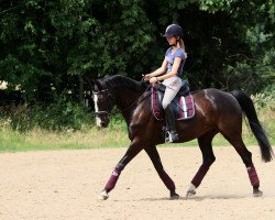 jumper W Flexibel vd Beemd (KWPN (Royal Dutch Sporthorse), 2010)
