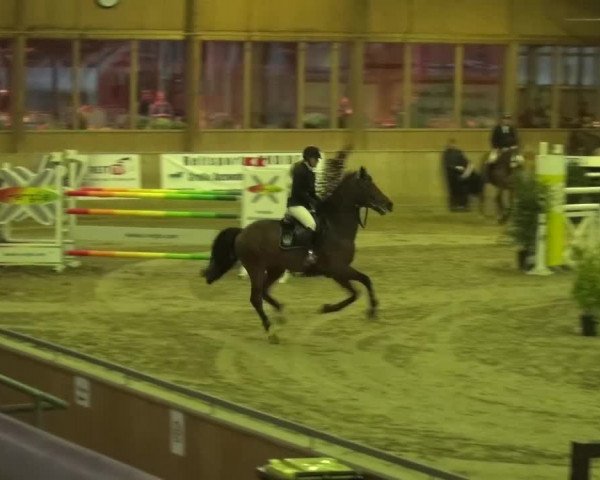 Reitturnier Köln-Leverkusen 2015
